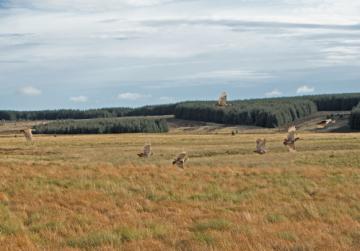 Grey Partridge