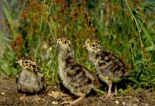 English Partridge Cicks DM0535