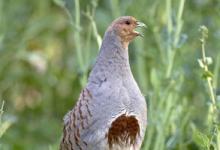 Grey Partridge  4tif