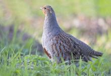 Grey Partridge  5