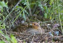 Grey Partridge  on a Nest DM0489