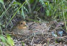 Grey Partridge  on a Nest DM0538
