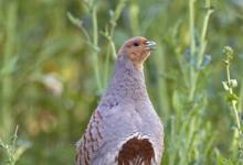 Grey Partridge 2 tif