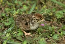 Grey Partridge Chick DM0563