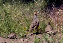 Grey Partridge Chicks.