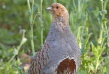 Grey Partridge