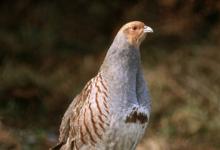 Grey Partridge DM03541