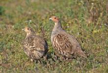 Grey Partridge Pair DM0477