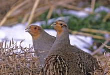 Grey Partridge Pair 3