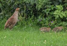 Grey Partridge and Young  DM1609