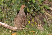 Grey Partridge and Young  DM1610