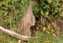 Grey Partridge and Young  DM1611