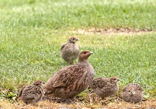 Grey Partridge and Young DM1608