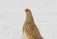 Grey Partridge in the Snow DM1399