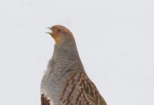 Grey Partridge in the Snow DM1400