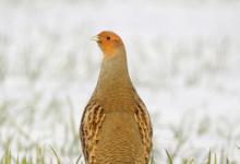 Grey Partridge in the Snow DM1402