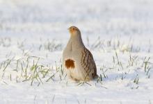 Grey Partridge in the Snow DM1403