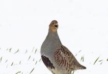 Grey Partridge in the Snow DM1407