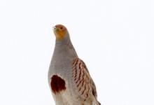 Grey Partridge in the Snow DM1411