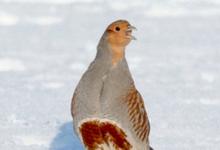 Grey Partridge in the Snow