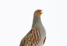 Grey Partridge in the Snow DM1398