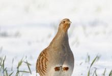 Grey Partridge in the Snow DM1401