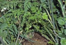 Grey Partridge on a Nest DM0545