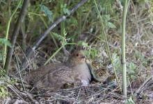 Grey Partridge with Chicks  DM0484