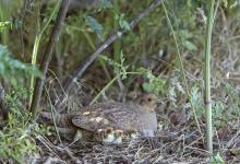 Grey Partridge with Chicks DM0471