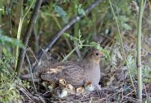 Grey Partridge with Chicks DM0527