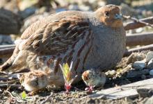 Grey Partridge with two chicks DM16113