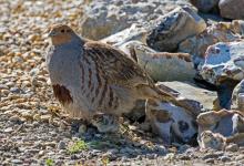 Grey Partridge with two chicks DM1612