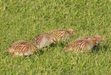 Grey Partridges DM1413