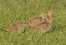 Grey Partridges DM1414