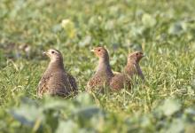 Grey Partridges DM1415