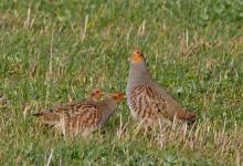 Grey Partridges