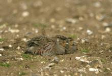 Grey Partridges Dusting.