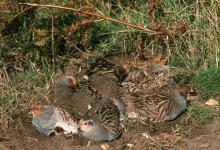 Grey Partridges Dusting DM0564