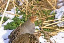 Pair Grey Partridge  in the Snow 2