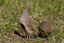 Pair Grey Partridge  2