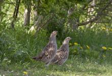 Pair Grey Partridge DM0523