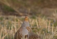 Pair Grey Partridge