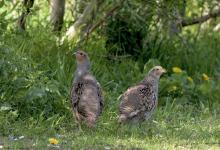 Pair Grey Partridge DMO520