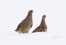 Pair Grey Partridge in the Snow  DM1405