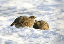 Pair Grey Partridge in the Snow