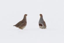 Pair Grey Partridge in the Snow DM1404