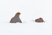 Pair Grey Partridge in the Snow DM1406