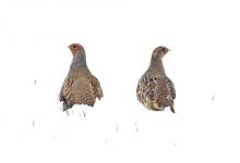 Pair Grey Partridge in the Snow DM1408