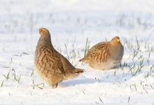 Pair Grey Partridge in the Snow DM1409