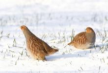 Pair Grey Partridge in the Snow DM1410